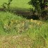  Колір: PenCott® Greenzone™