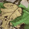Колір: OAK-ST