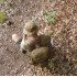 Колір: Coyote Колір: Coyote