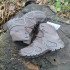 Черевики жіночі LOWA® Zephyr GTX® MID TF Ws