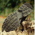 Черевики жіночі LOWA® Zephyr GTX® MID TF Ws