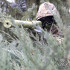 Колір: MTP/MCU camo Колір: MTP/MCU camo